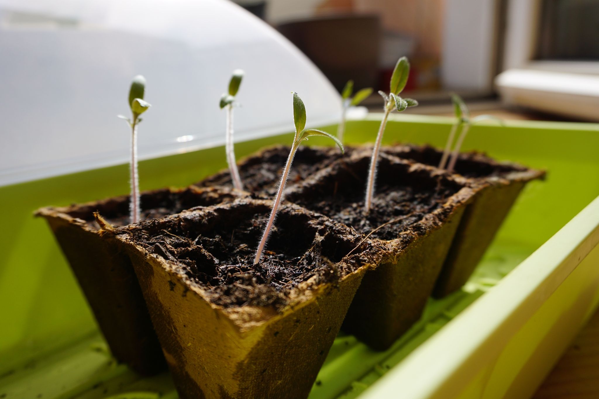 Gartenmärkte spüren Trend zum Selbstversorgertum