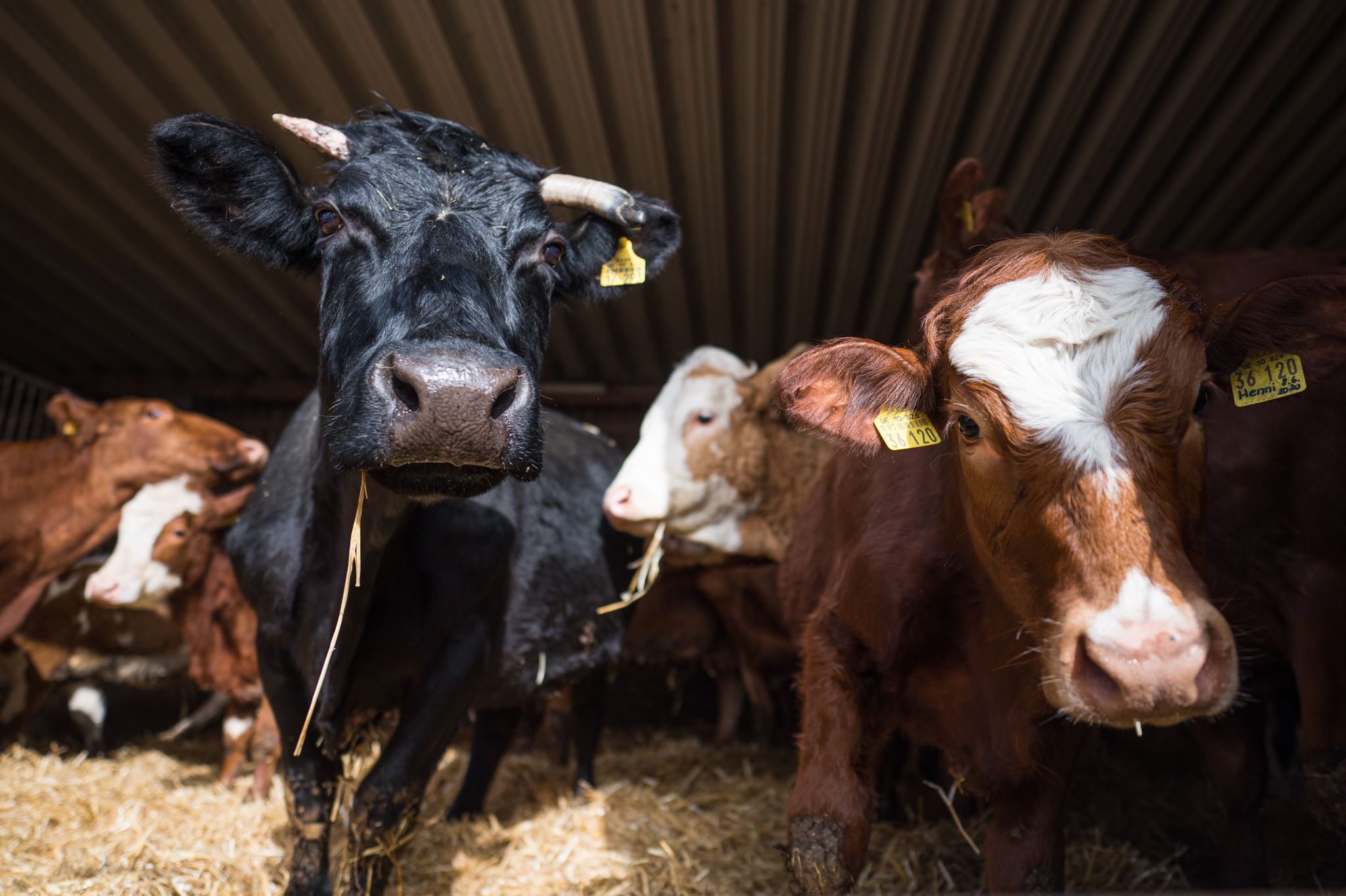 WWF: EU ist teurer Supermarkt statt Kornkammer der Welt