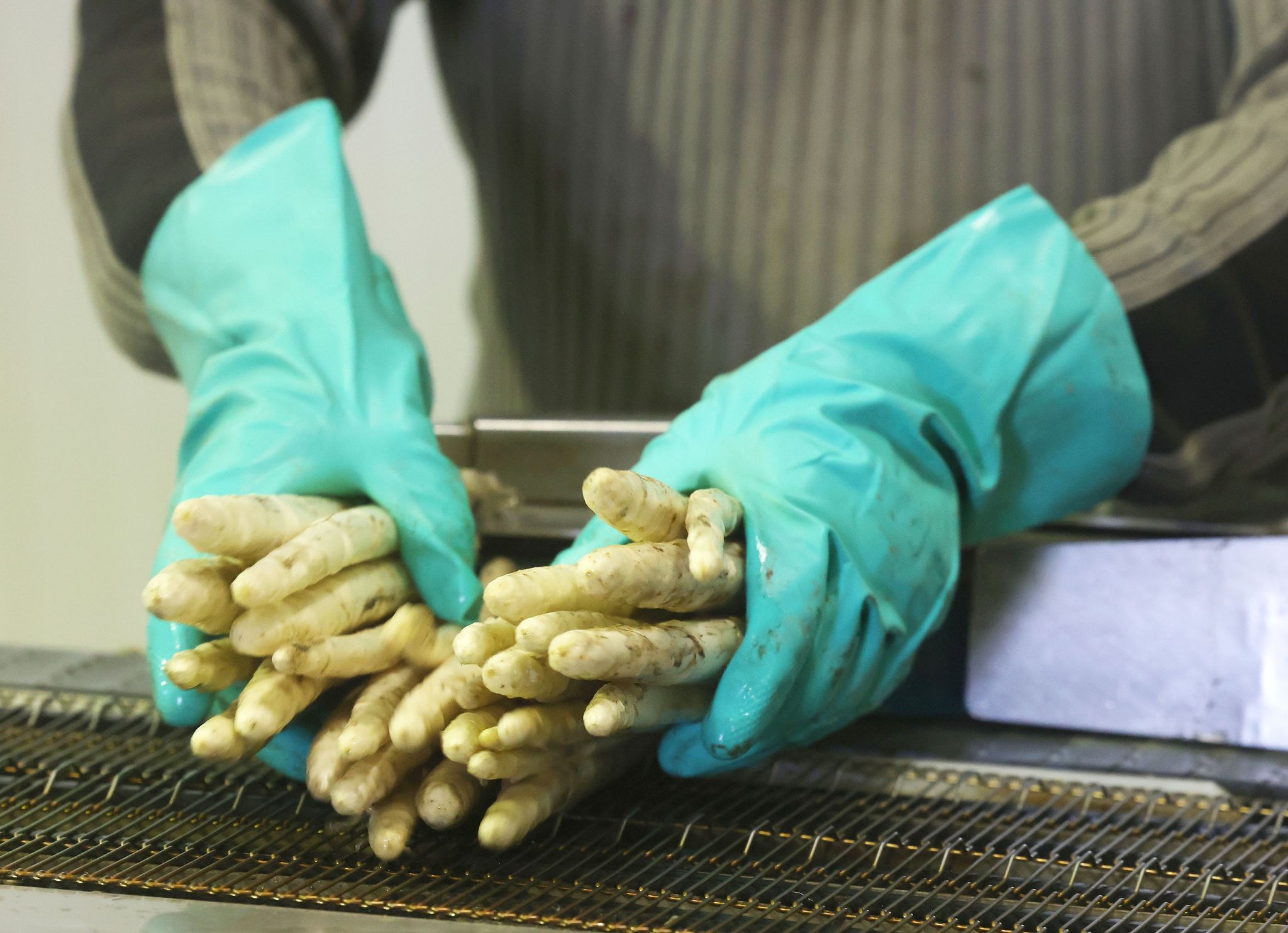 Bauernverband beklagt Dumpingpreise bei Spargel