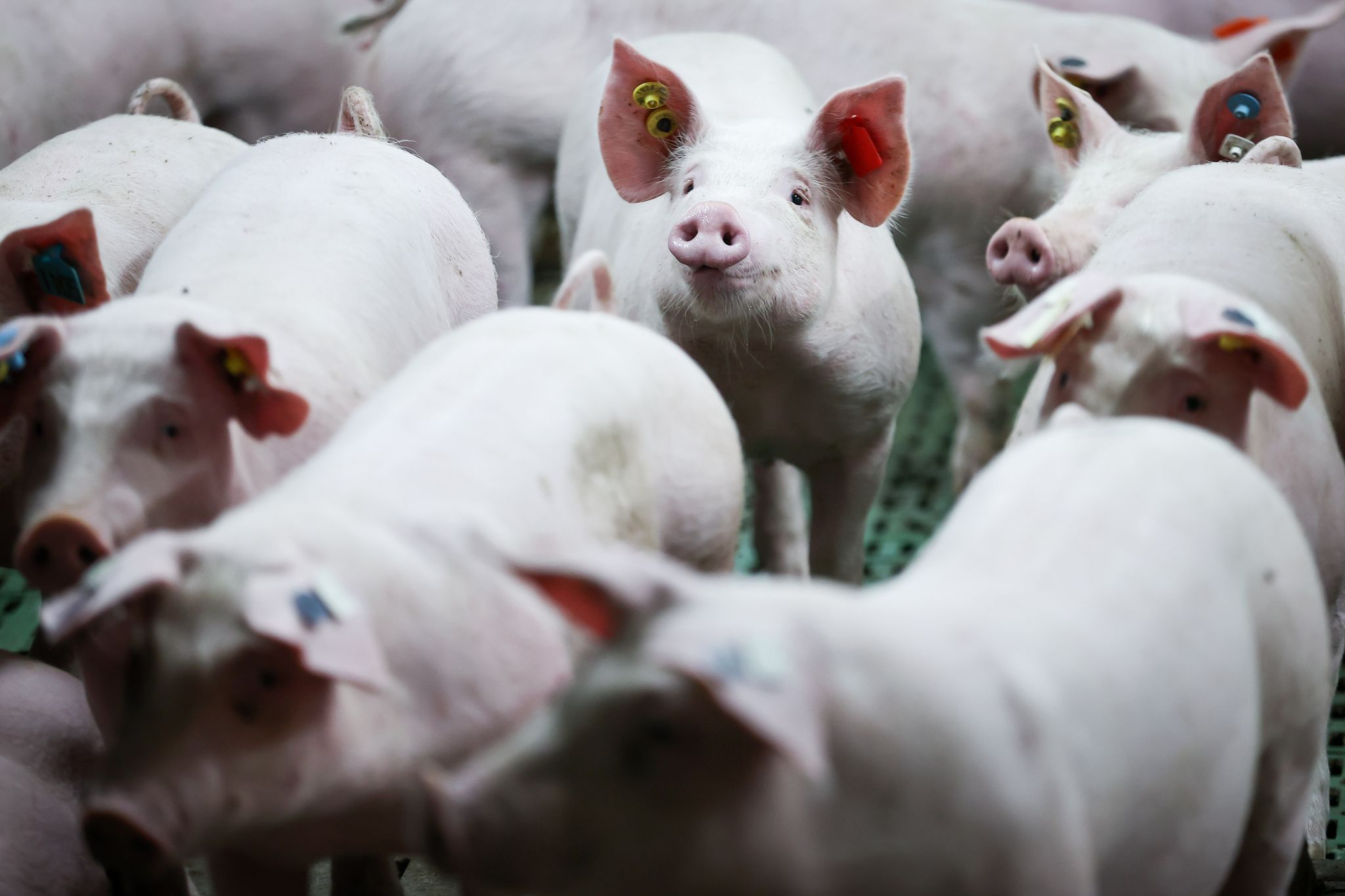 Mehr Tierschutz in Ställen: Wer soll das bezahlen?