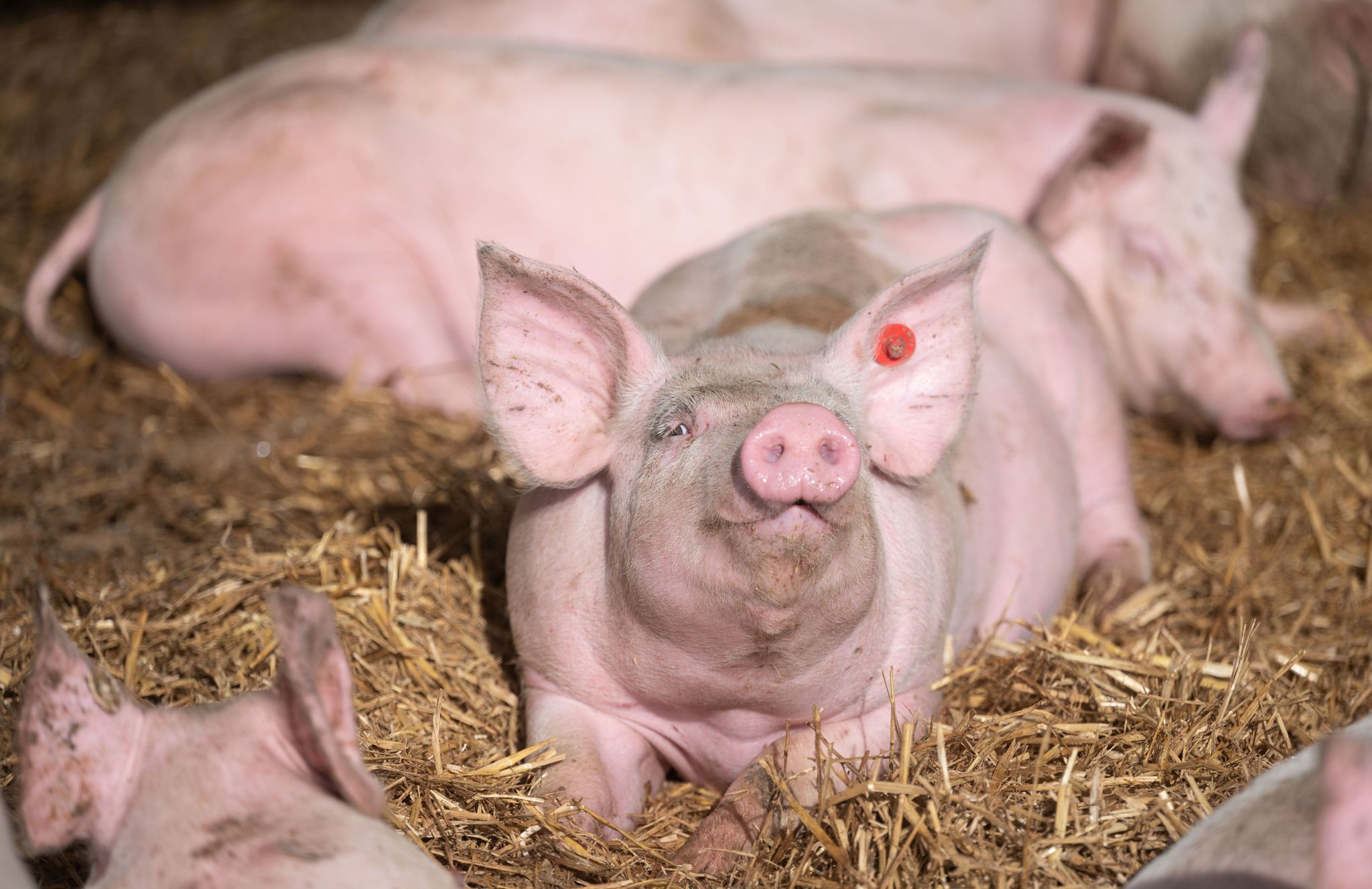 Niedrigster Schweinebestand seit deutscher Wiedervereinigung