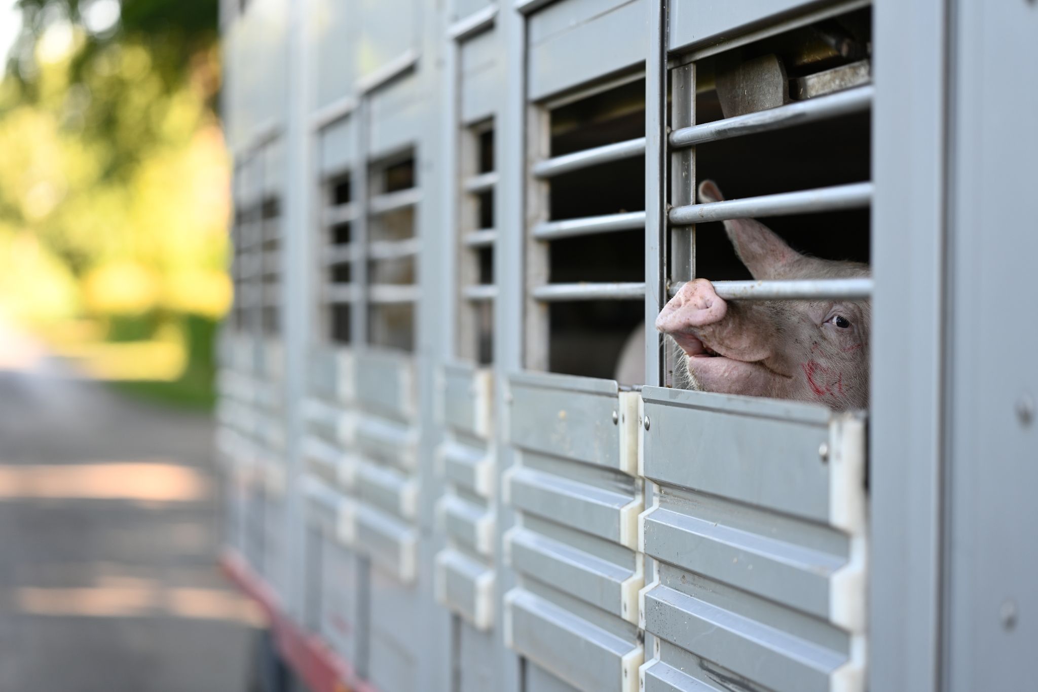 Afrikanische Schweinepest im Emsland nachgewiesen