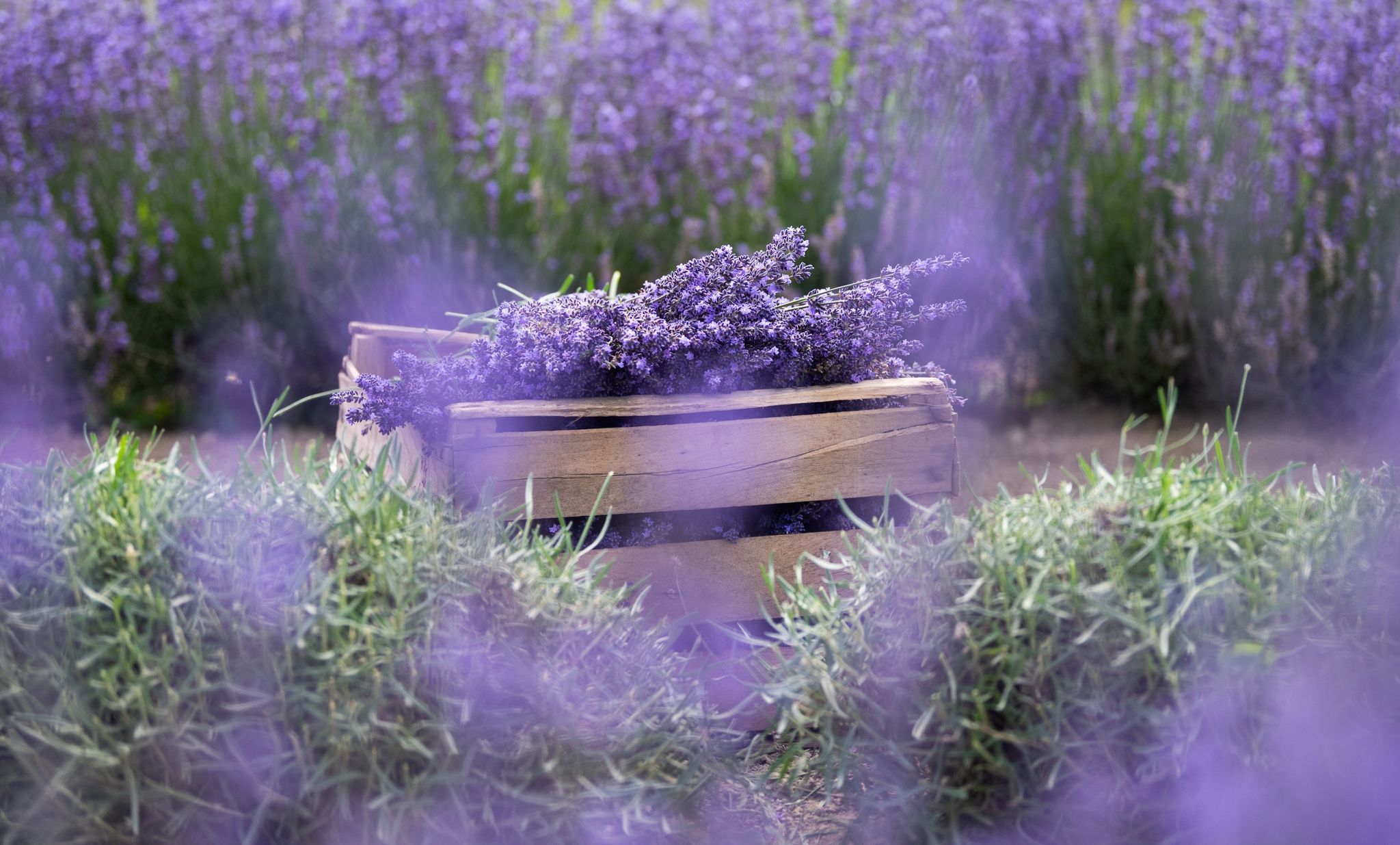 Lavendel gedeiht – auch am Kaiserstuhl