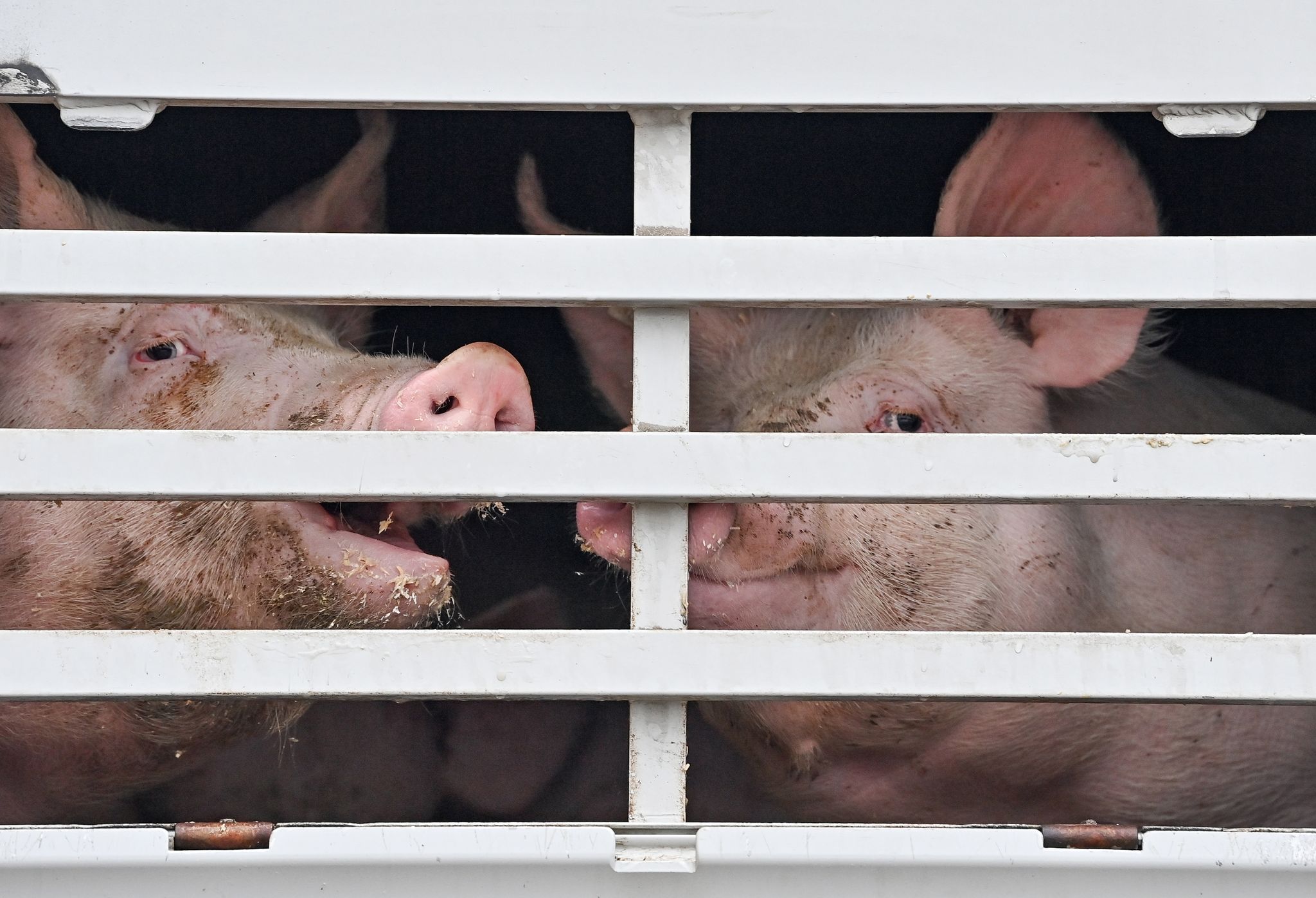 Mehrere EU-Länder für besseren Tierschutz bei Transporten