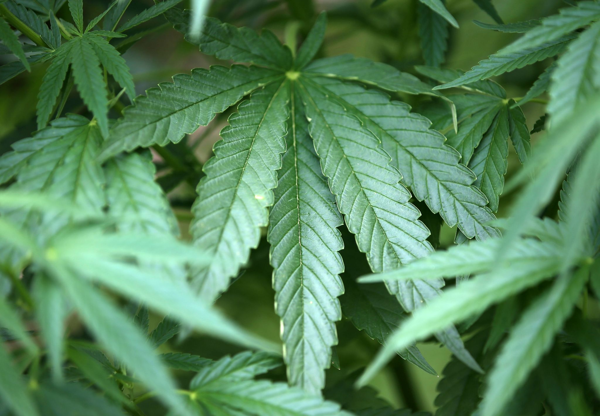 Cannabis-Industrie freut sich auf Legalisierung