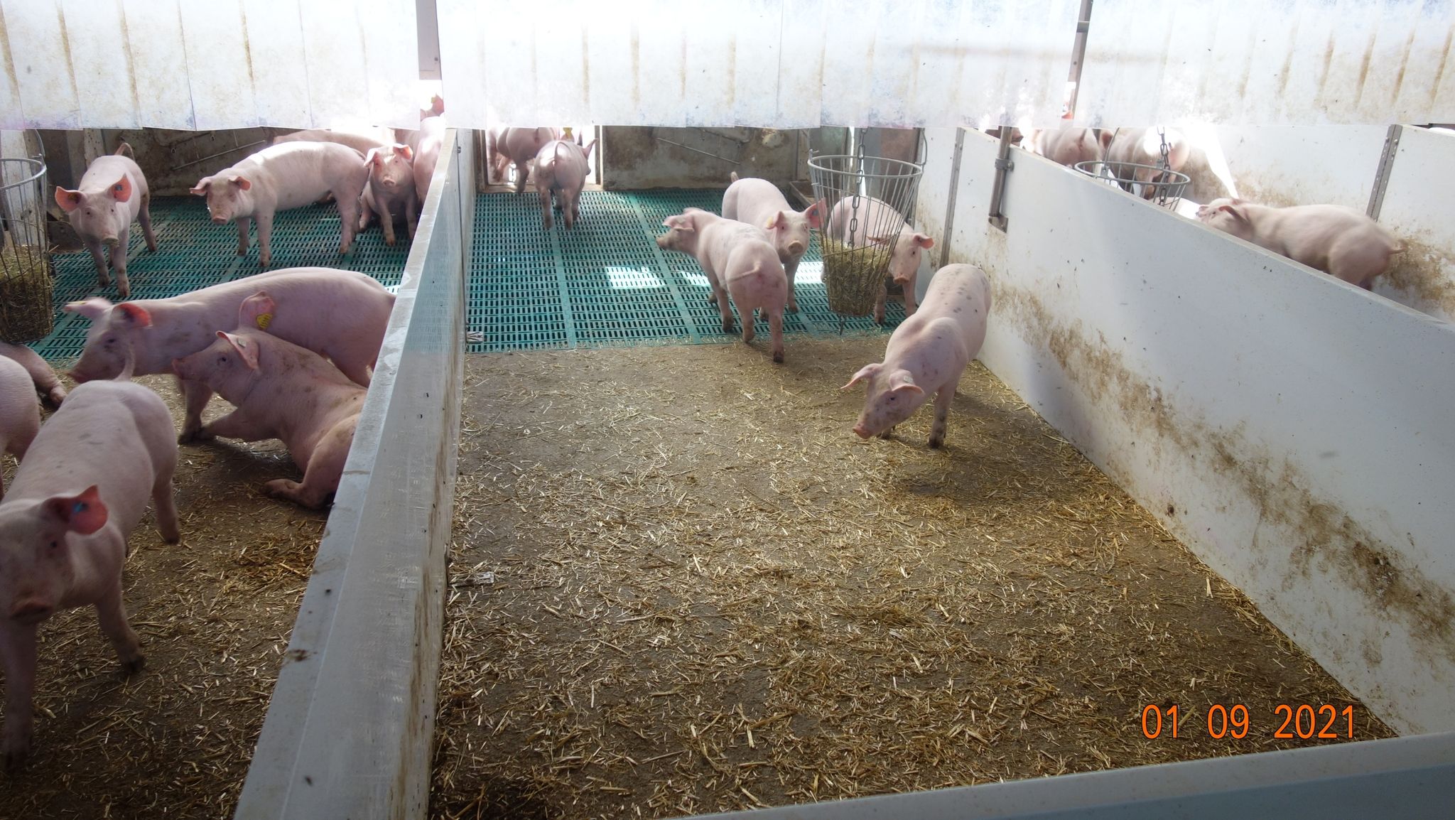 Buddeln im Dreck und Heizung – Die Zukunft des Mastschweins