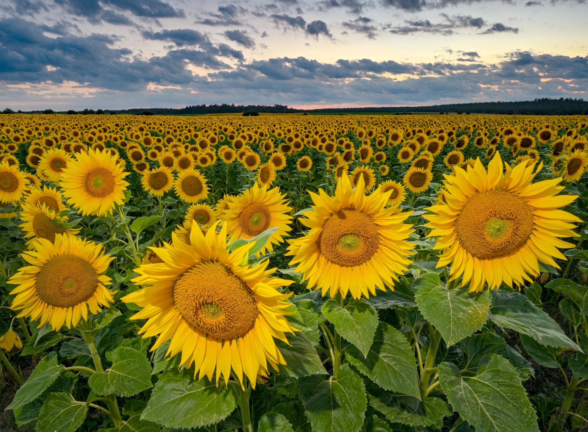 Anbau von Sonnenblumen mehr als verdoppelt