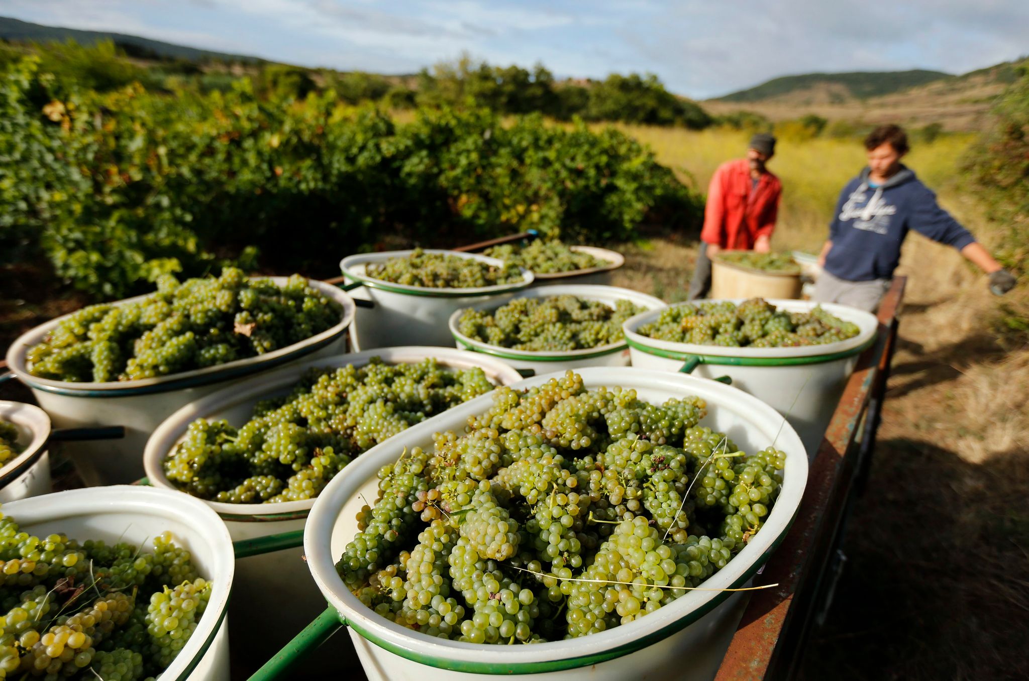 Verfrühte Weinlese in Frankreich wegen Hitze