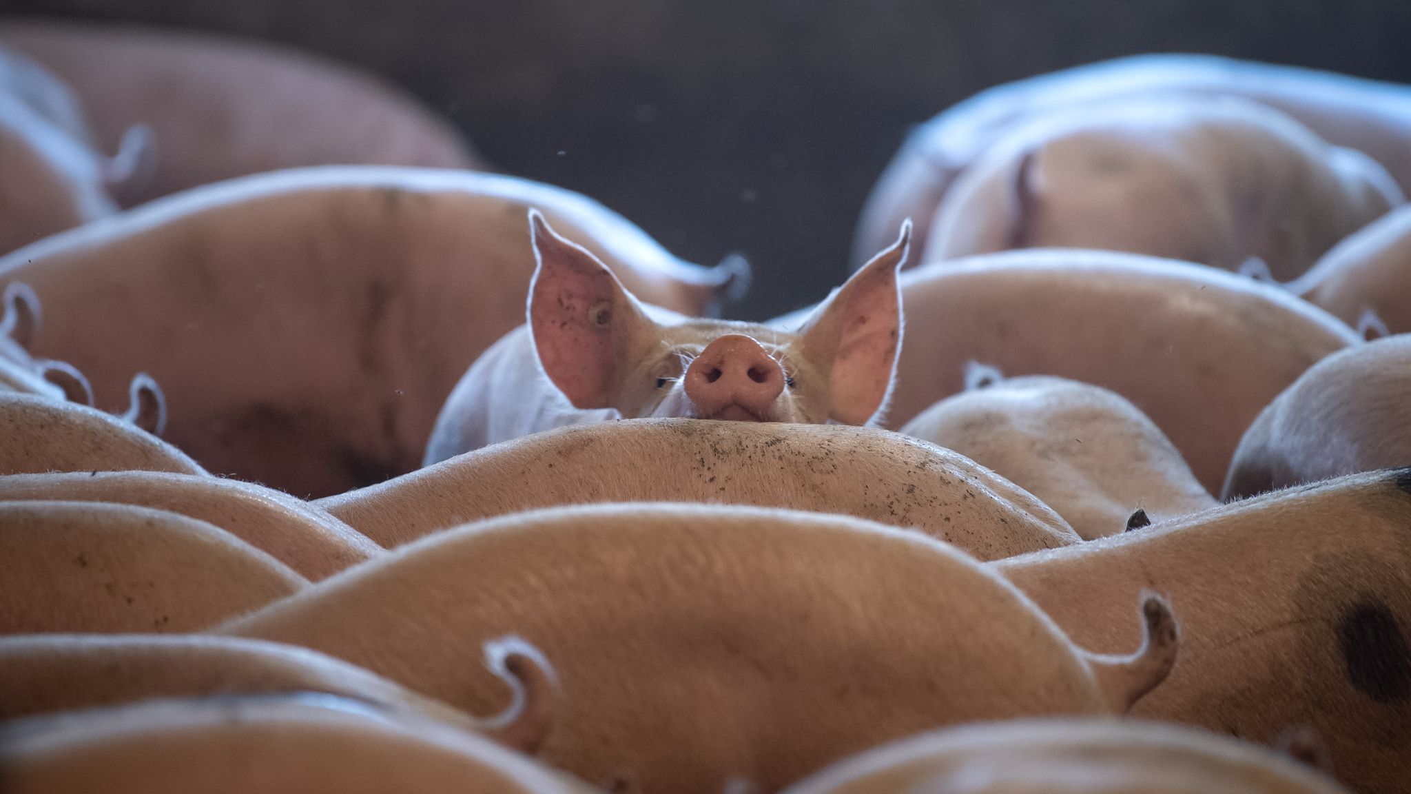 FDP unterstützt Tierwohlabgabe auf Fleisch