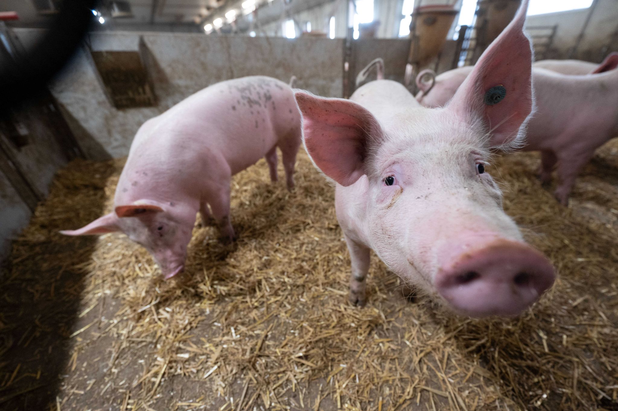 Mehrheit akzeptiert höhere Fleischpreise für mehr Tierwohl