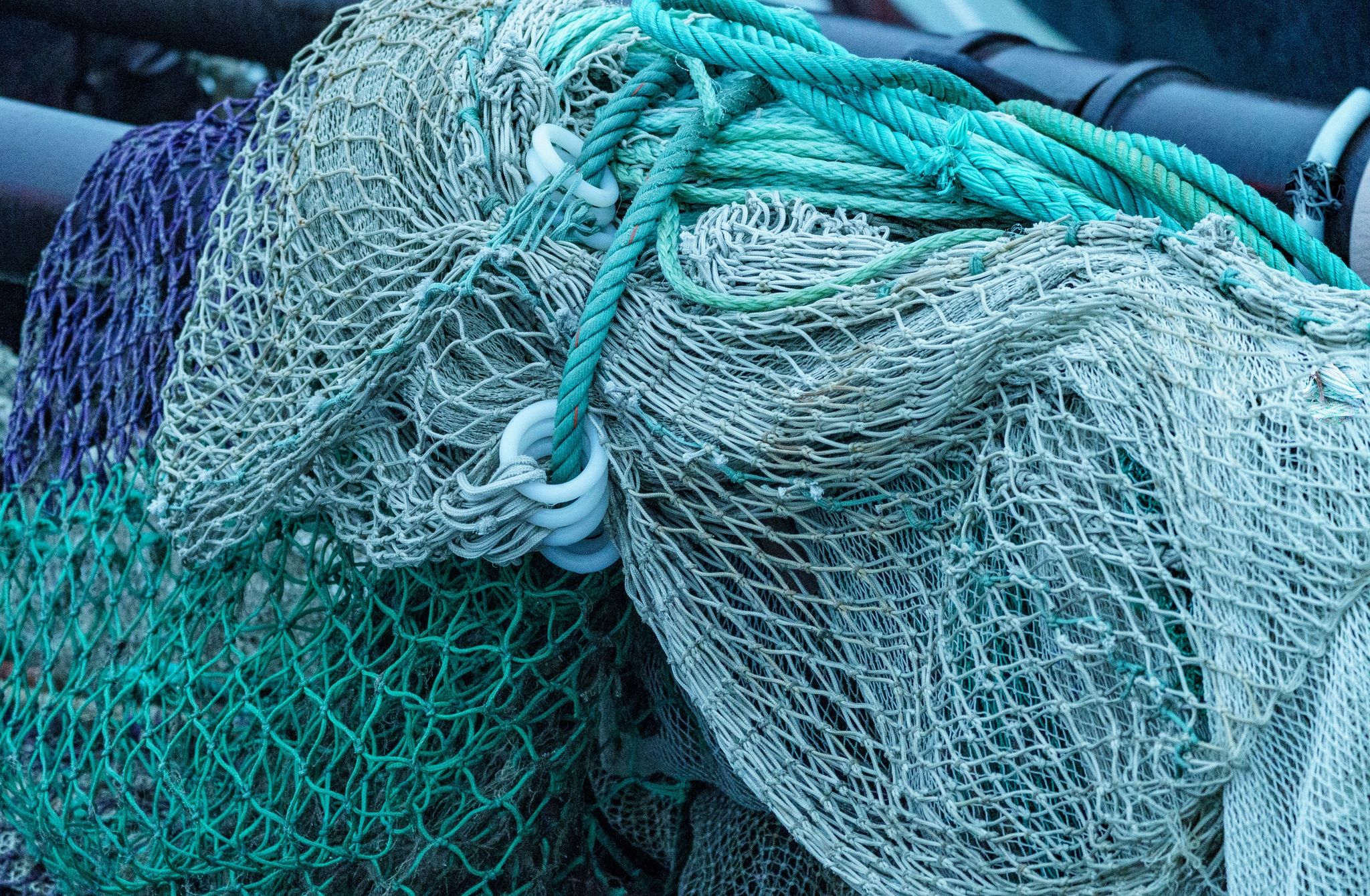 Umweltschützer fordern weniger Fischfang von EU und Briten