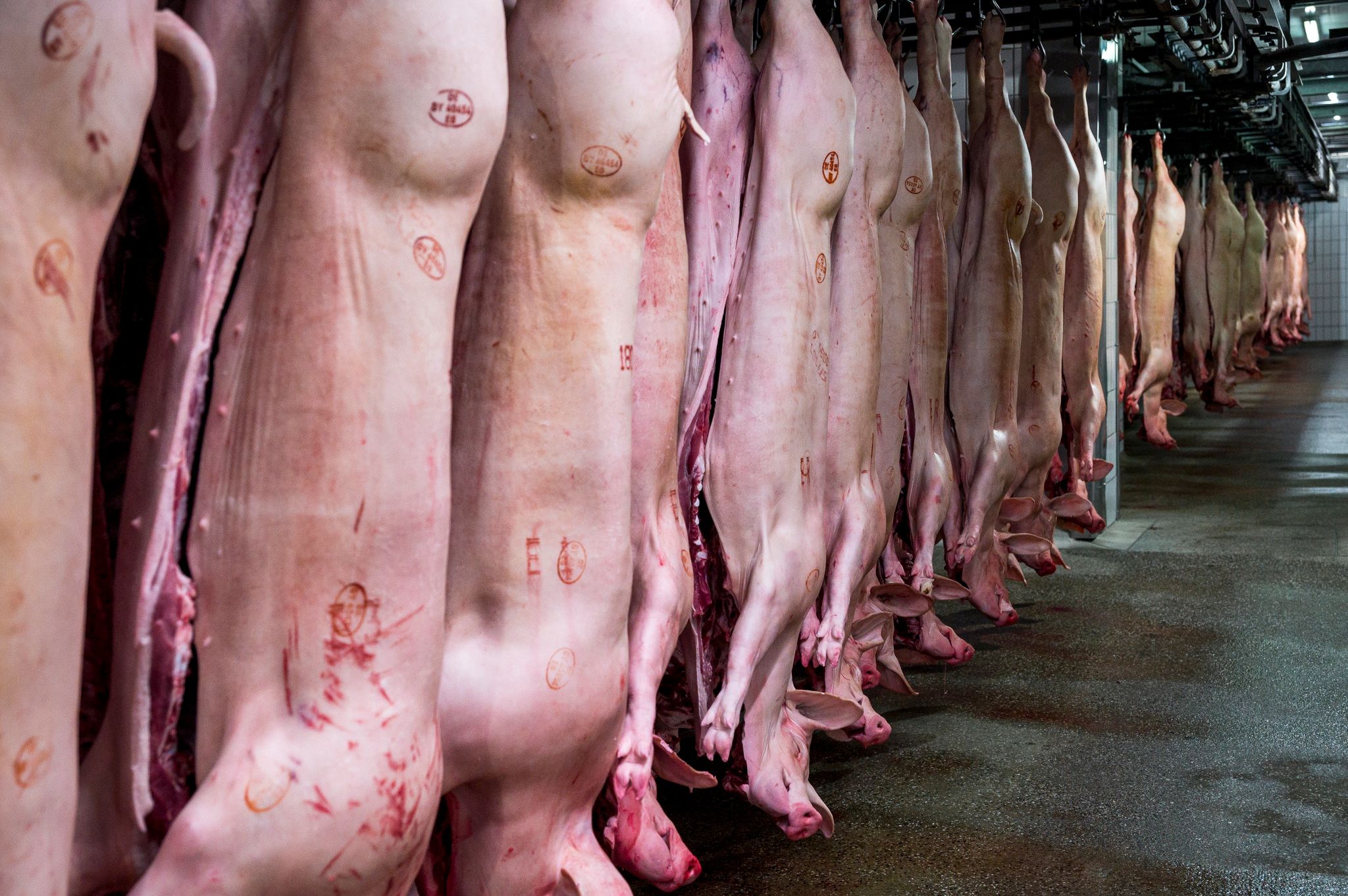 Fleischproduktion in Deutschland sinkt erneut