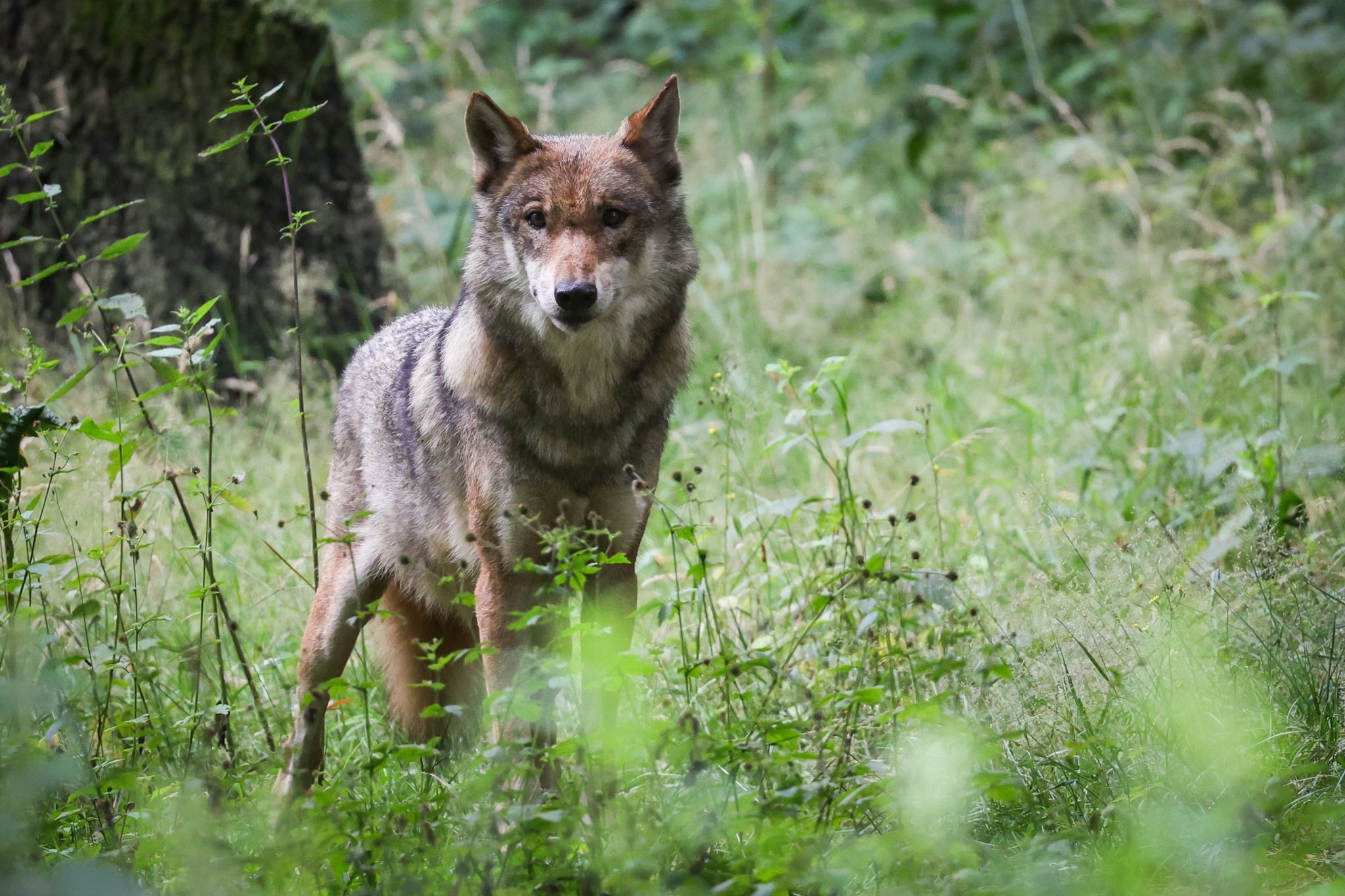 Lemke: Abschuss von Wölfen nach Rissen schneller ermöglichen