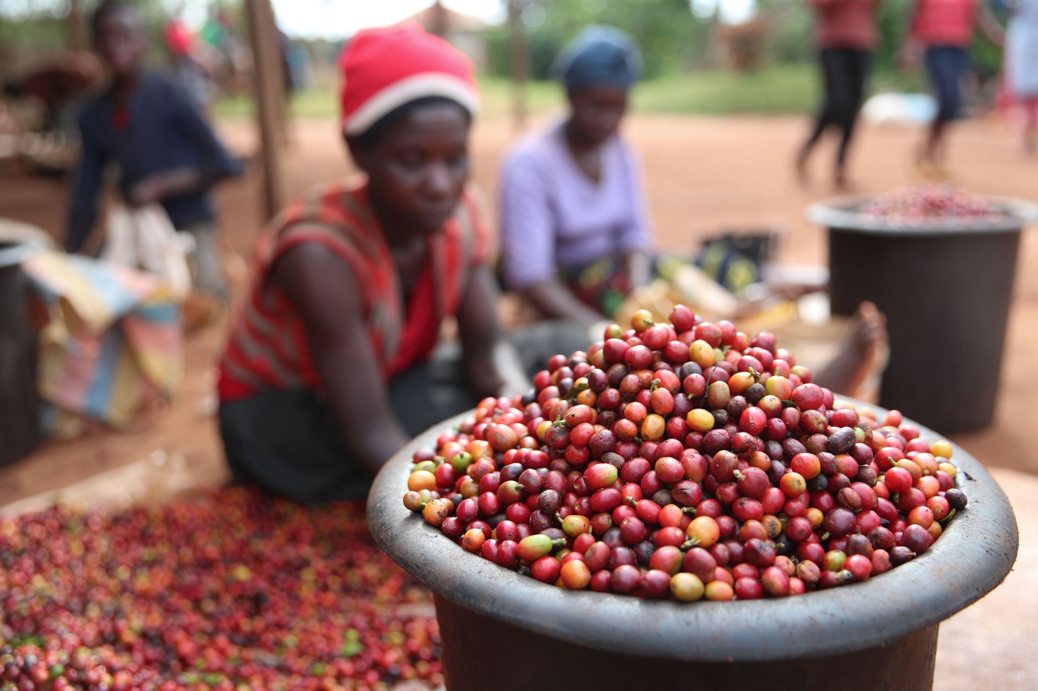 Sensible Bohne: Klimawandel bedroht Kaffeeindustrie