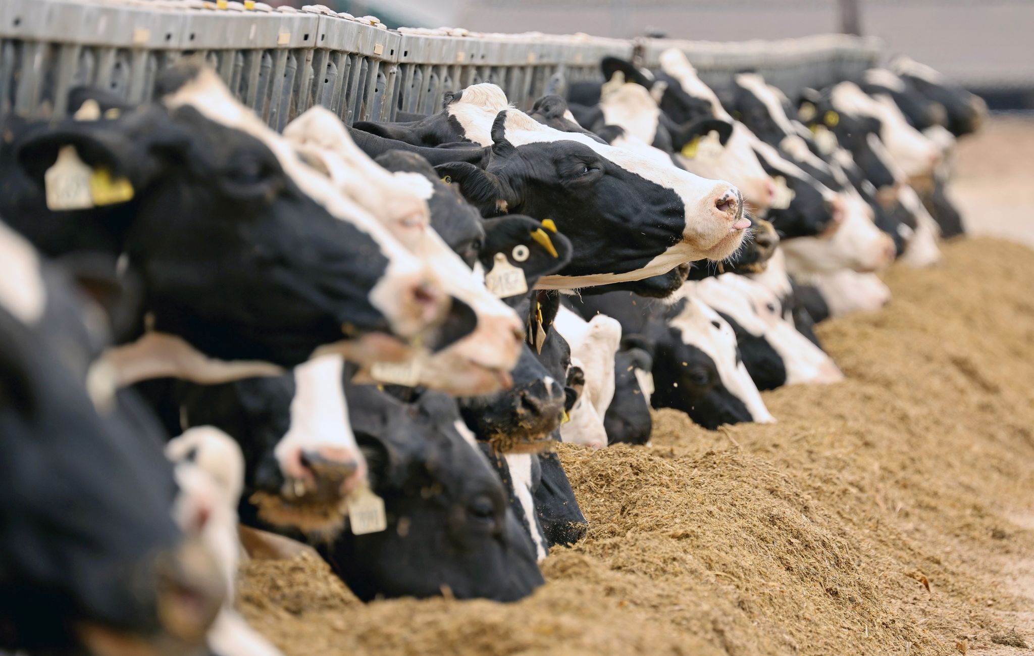 Erzeugerpreise für landwirtschaftliche Produkte sinken