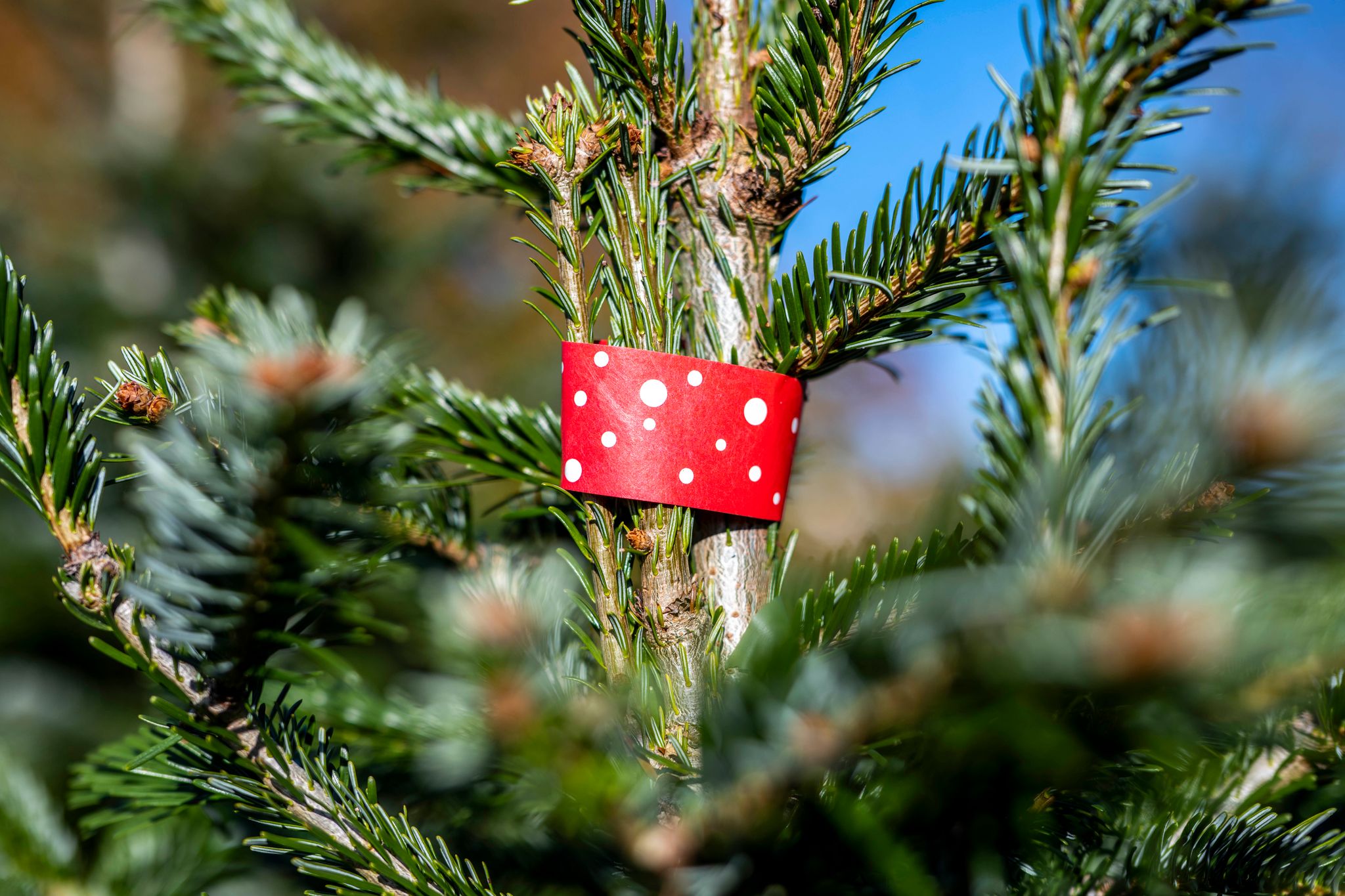 Branchenverband: Weihnachtsbäume werden etwas teurer