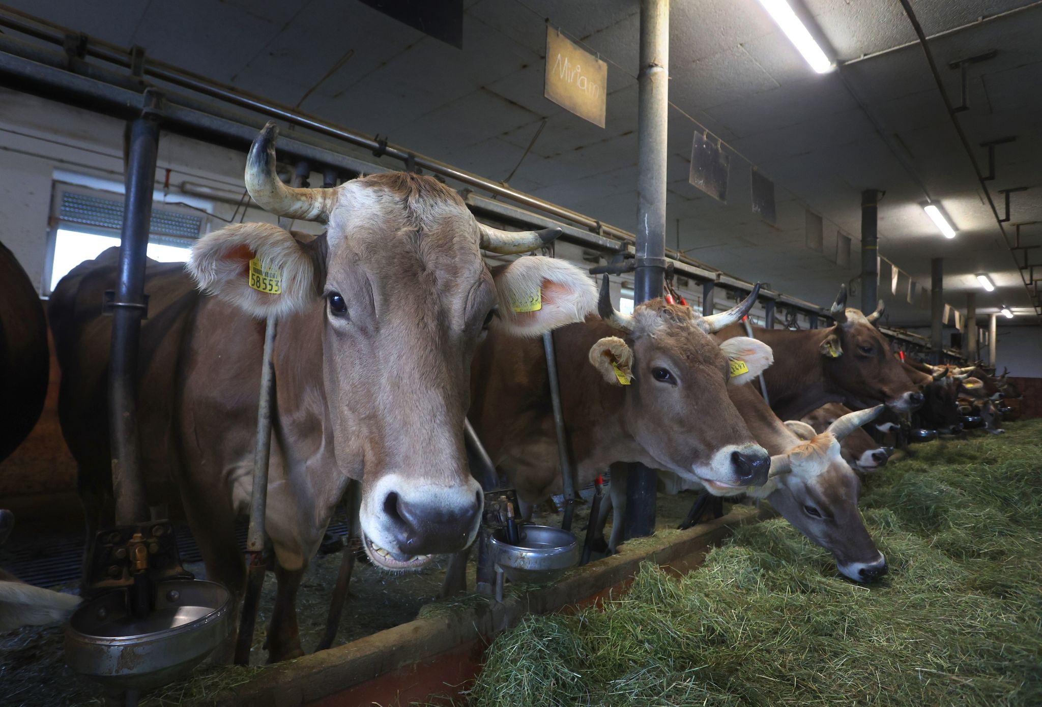 Anbindehaltung adé: Glückliche Kühe – unglückliche Bauern?