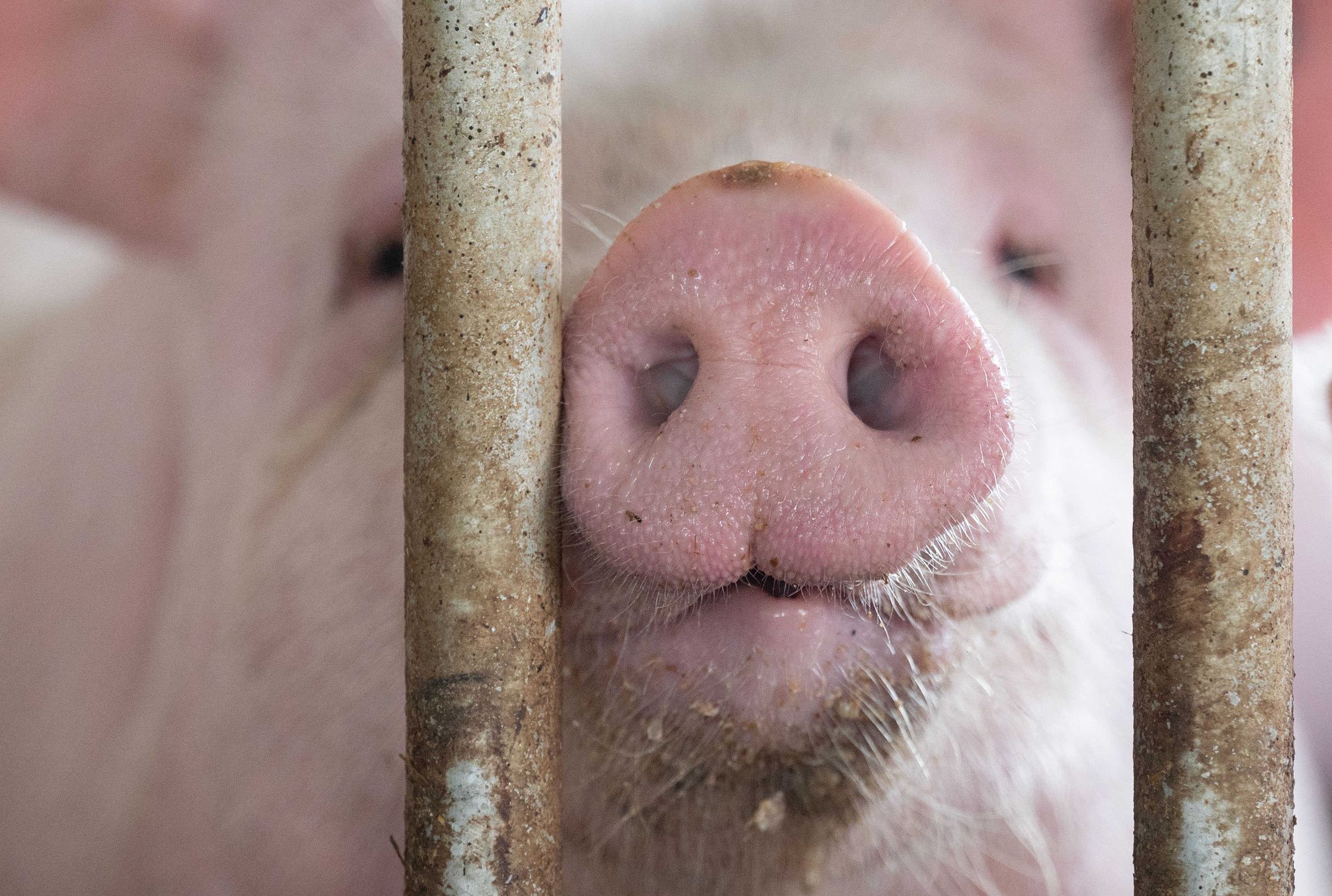 FDP kritisiert «Tierwohlcent» – Zuspruch von Bauernverbänden