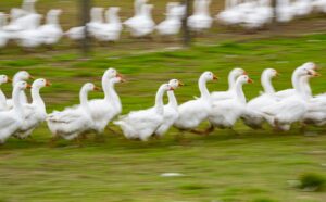 Deutsche Weihnachtsgans kann knapp werden – Wild beliebter?